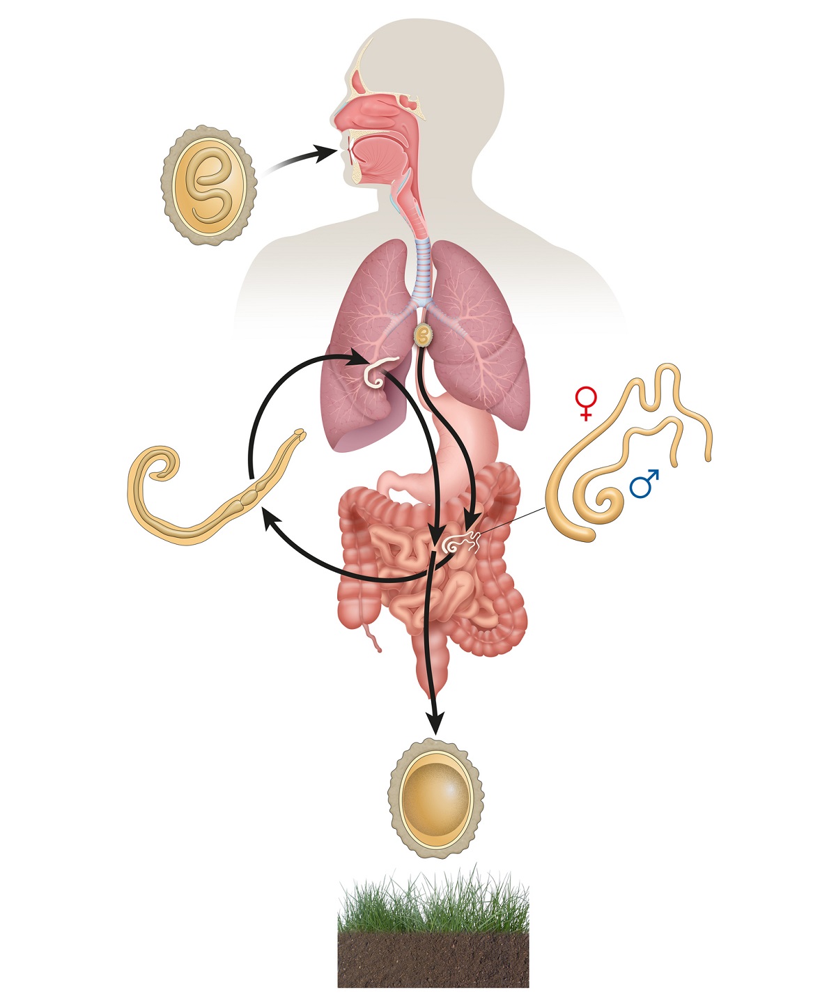 El curso del nematodo humano en el cuerpo humano.